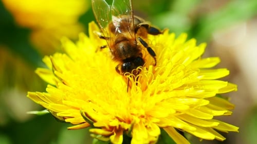 Bee Gathering Pollen on Bright Yellow Dandelion Flower