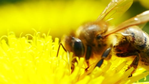 Honeybee on Yellow Flower Gathering Nectar in Sunlight