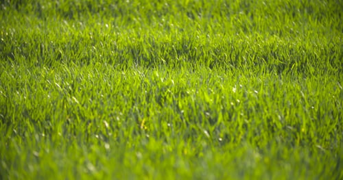 Cultivated Field Of Young Green Wheat In The Morning.