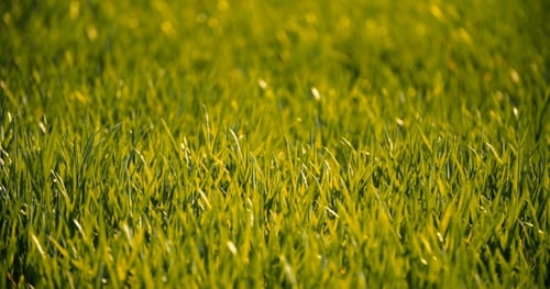 Cultivated Field Of Young Green Wheat In The Morning.