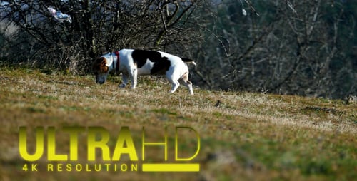 Hund im Park 1