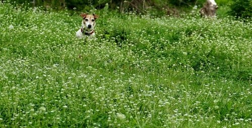 Dog in the Park 3