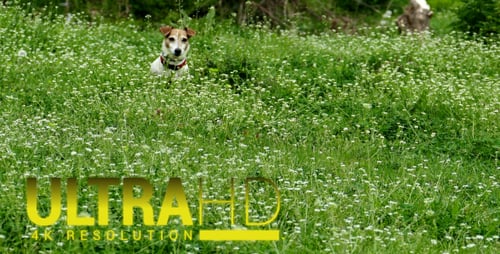 Dog in the Park 3