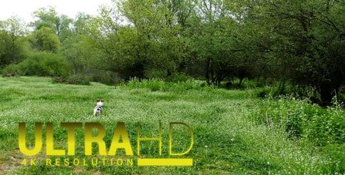 Dog in the Park 4