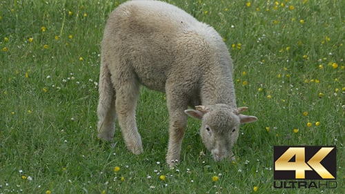 Lamb Grazing Peacefully in a Grassy Field