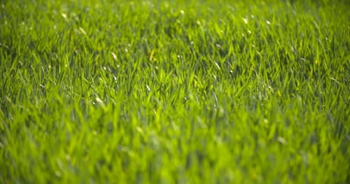 Cultivated Field Of Young Green Wheat In The Morning.