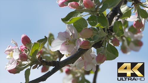 Branch of Apple Blossoms