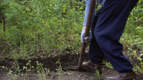 Woman Digging Shovel in the Garden