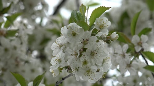 White Blossoms Blooming on a Tree in Spring