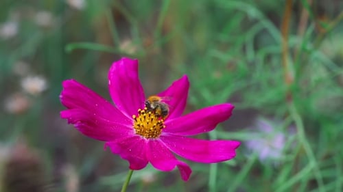 Hummel auf Kosmos-Blume