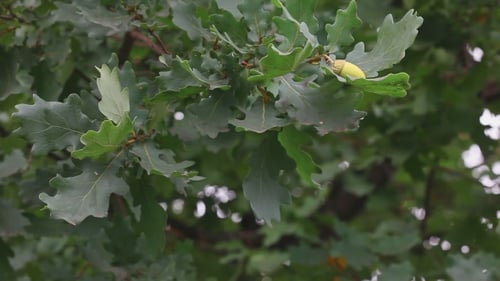 Oak Tree Leaves and Acorn Closeup