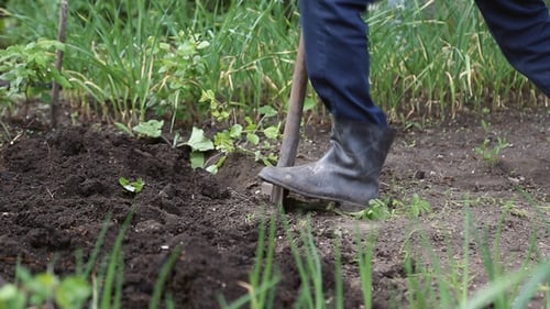 Man Digging Shovel in the Garden
