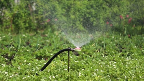 Garden Beds with Strawberries Watered