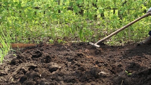 The Woman Leveled the Soil with a Rake