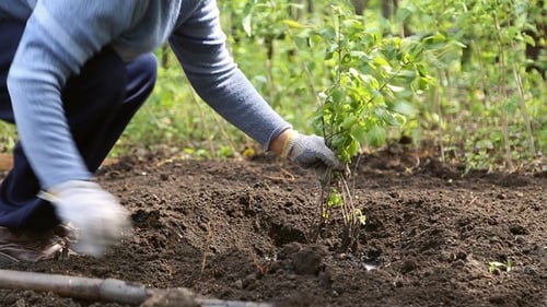 Woman Planting a Tree in the Ground