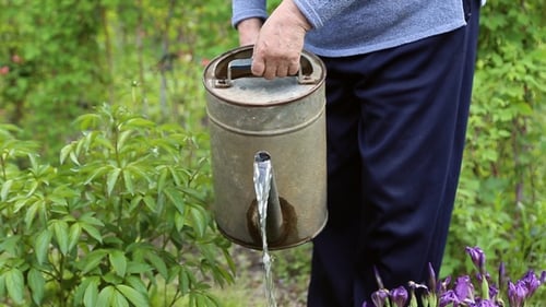 Senior Adult Gardening in a Lush Garden