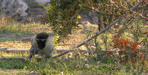 Monkey in Nature