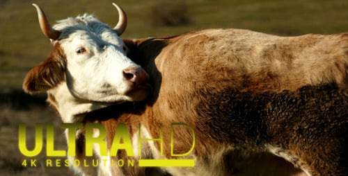 Cows Grazing in a Rural Grassy Pasture