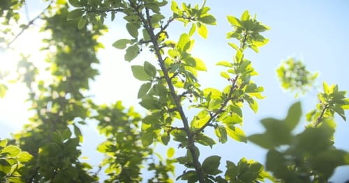Blätter gegen die Morgensonne