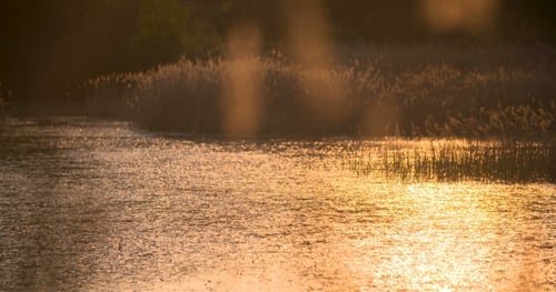 Golden Sunset Reflection on Calm River Water