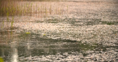 Golden Light Reflecting on Pond at Sunset