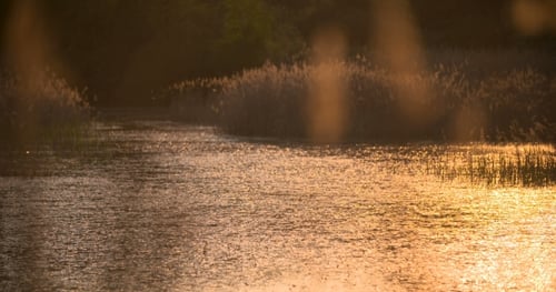 Golden Hour Reflection on Water with Marsh Grass