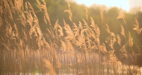 Tall Grass Waving near Lake at Sunset