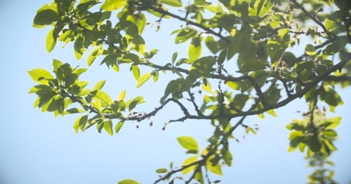 Feuilles contre le soleil du matin