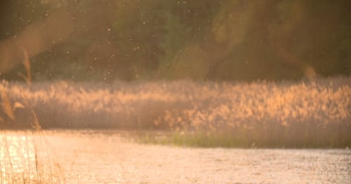 Reeds Shimmering in Golden Sunset Light by Lake