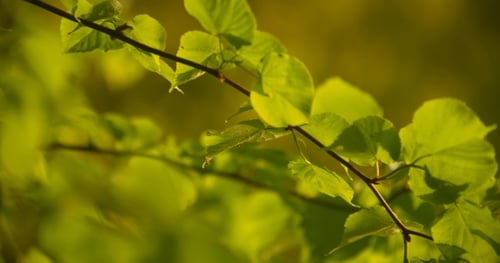 Sun Shining Through Green Leaves In Forest
