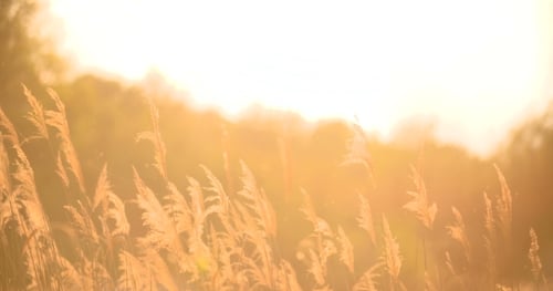 Golden light shines through tall grass by water