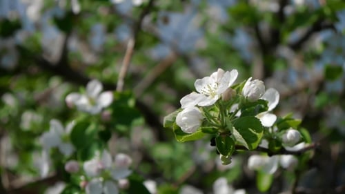 Trees Blooming In The Garden Bee Flying Clear Sky Nature Spring Summer Beautiful Flowers Animal Bee