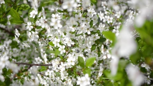 Trees Blooming In The Garden Bee Flying Clear Sky Nature Spring Summer Beautiful Flowers Animal Bee