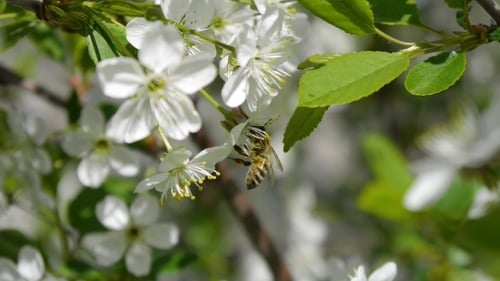 Trees Blooming In The Garden Bee Flying Clear Sky Nature Spring Summer Beautiful Flowers Animal Bee