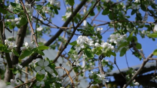 Trees Blooming In The Garden Bee Flying Clear Sky