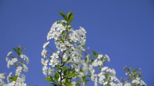 Trees Blooming In The Garden Bee Flying Clear Sky Nature Spring Summer Beautiful Flowers Animal Bee