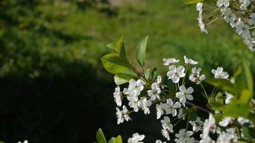 Trees Blooming In The Garden