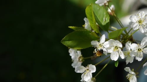 Trees Blooming In The Garden