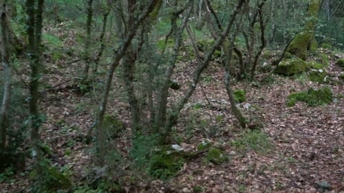 Fußweg im Wald