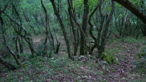 Footpath In Forest