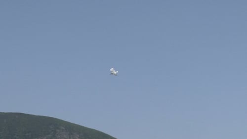 Seagull Over City On The Background