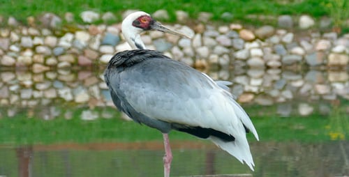 Elegant White-Naped Crane Stands Near Pond Preening