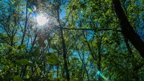 Sun Shines through the Forest Canopy in Daytime