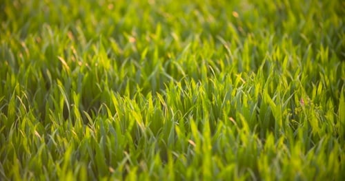 Cultivated Field Of Young Green Wheat In The Morning.