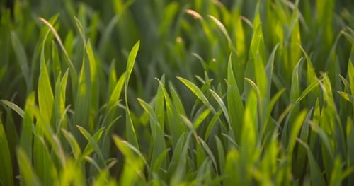 Cultivated Field Of Young Green Wheat In The Morning.