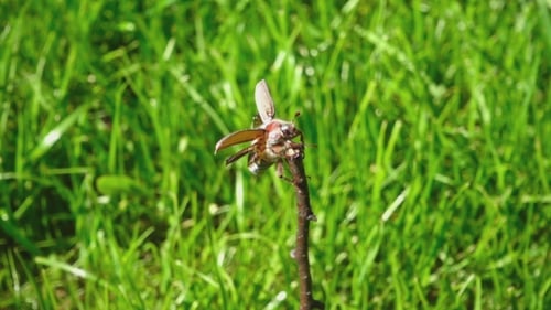 Maikäfer im Gras