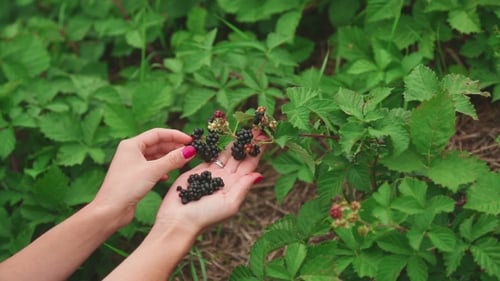 Large Ripe Blackberries