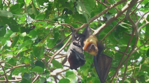 Flying Fox hängt an einem Ast und wäscht