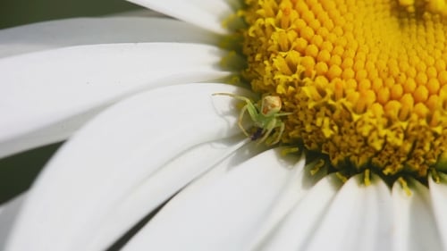 Thomisidae Krabbenspinne