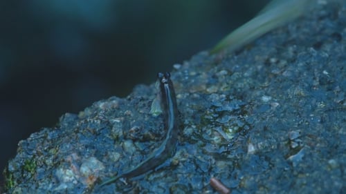 Rockskippers On The Rock At The Beach